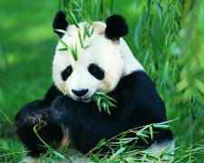 灵犀游戏名字:简约快乐的游戏昵称有哪些——有一种记忆叫失忆