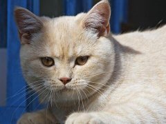 梦见猫咬我