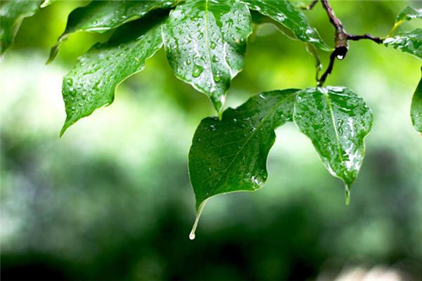 梦见下小雨