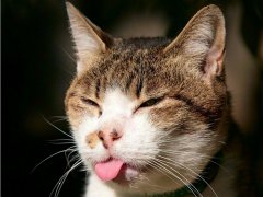 梦见被猫咬
