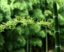 灵犀起名:容易霉运缠身的名字