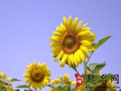 梦见向日葵花