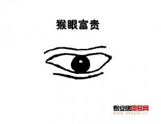 灵犀眼型课堂:猴眼的人面相图解