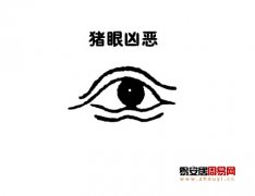 灵犀眼型课堂:猪眼面相图解