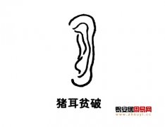 灵犀耳朵课堂:猪耳面相图解