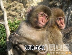 灵犀鼻子课堂:猴鼻面相图解