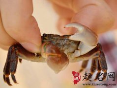 梦见抓螃蟹