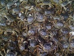 梦见很多螃蟹