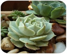 灵犀家居风水:房间里放什么植物风水好