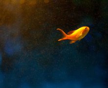 灵犀养鱼风水:养鱼风水禁忌大全