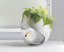 灵犀养鱼风水:家里养鱼几条最好