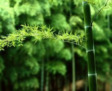 灵犀植物摆放:夏威夷竹子的摆放风水方位