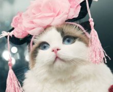 灵犀家居风水:家里猫死了预示着什么