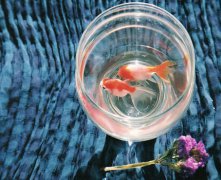 灵犀养鱼风水:鱼缸里的鱼死了有什么预兆