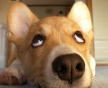 灵犀家居风水:家里狗死了有什么预兆
