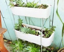 灵犀植物摆放:植物风水图解小常识