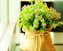 灵犀植物摆放:植物如何摆放最好
