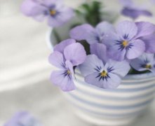 灵犀风水摆设:家里花盆摆放风水怎么看