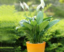 灵犀植物摆放:植物风水布局图解