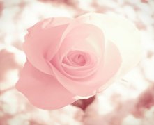 灵犀痣相课堂:女人的克夫痣长在哪里