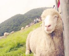 灵犀家居风水:十羊九不全是什么意思