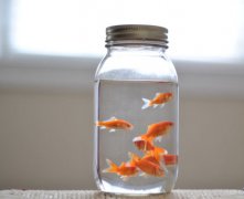 灵犀养鱼风水:家居风水鱼缸摆放如何能旺财