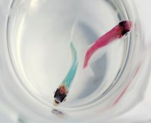 灵犀养鱼风水:鱼缸摆放的风水学问