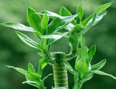 灵犀植物摆放:富贵竹的摆放位置