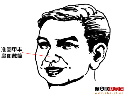 准圆甲丰,鼻如截筒