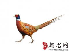 梦见抓野鸡