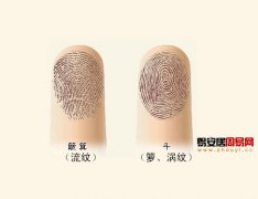 灵犀手指算命课堂:不同指纹所代表的性格