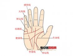 灵犀掌纹图解课堂:手相财运线看你一生财运