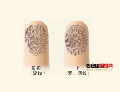 灵犀手指算命课堂:手指指纹看你事业如何发展