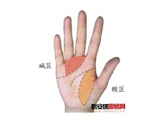 灵犀手相课堂:手相之手掌酸碱区划分法