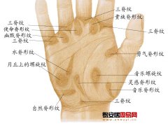 灵犀掌纹图解课堂:手相掌脊纹图解