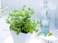灵犀植物摆放:2017年家里摆什么植物好