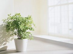 灵犀植物摆放:2017年风水财位适合摆什么植物