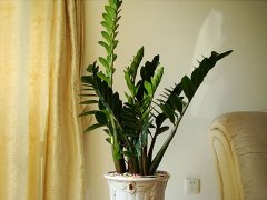 灵犀植物摆放:金钱树的风水摆放