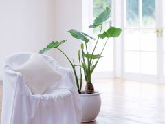 灵犀植物摆放:家中花草的摆放风水