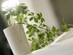 灵犀植物摆放:室内盆栽的摆放风水