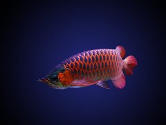 灵犀养鱼风水:龙鱼的风水意义和饲养讲究