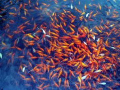 灵犀养鱼风水:养鱼的几大风水禁忌