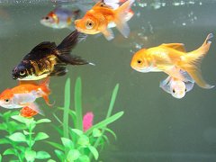 灵犀养鱼风水:如何选择风水鱼的颜色
