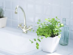 灵犀植物摆放:卫生间放什么风水植物好