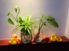 灵犀卧室风水:卧室的植物摆放风水