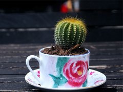 灵犀植物摆放:仙人球的摆放风水