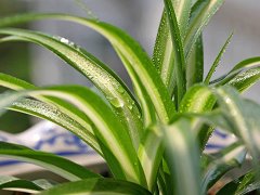 灵犀植物摆放:摆放吊兰的风水讲究