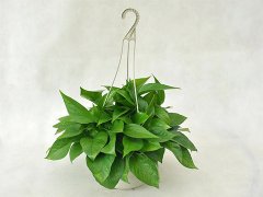 灵犀植物摆放:绿萝的摆放风水
