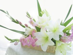 灵犀植物摆放:鲜花摆放有什么讲究