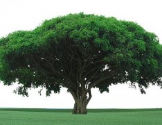 灵犀大门风水:大门对着树怎么化解